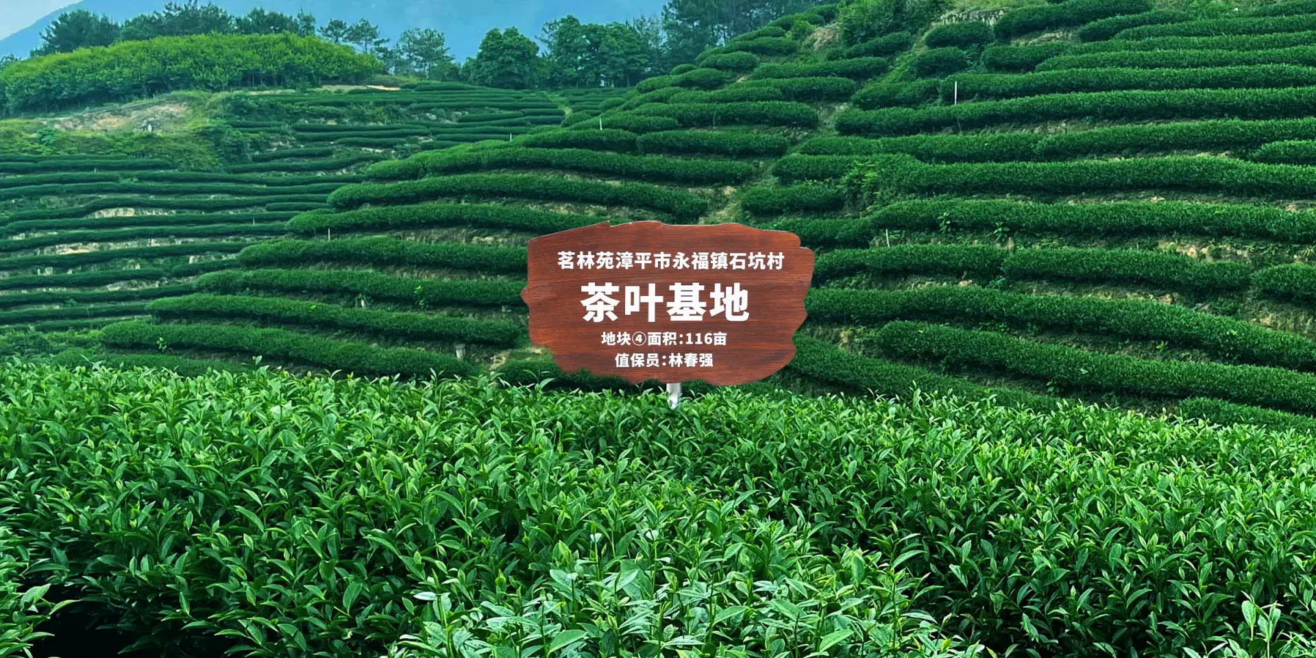 Bujizan tea plantations