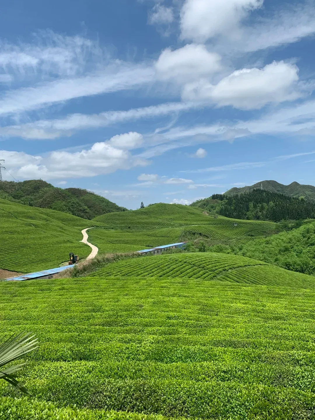 Guizhou Green Tea Garden