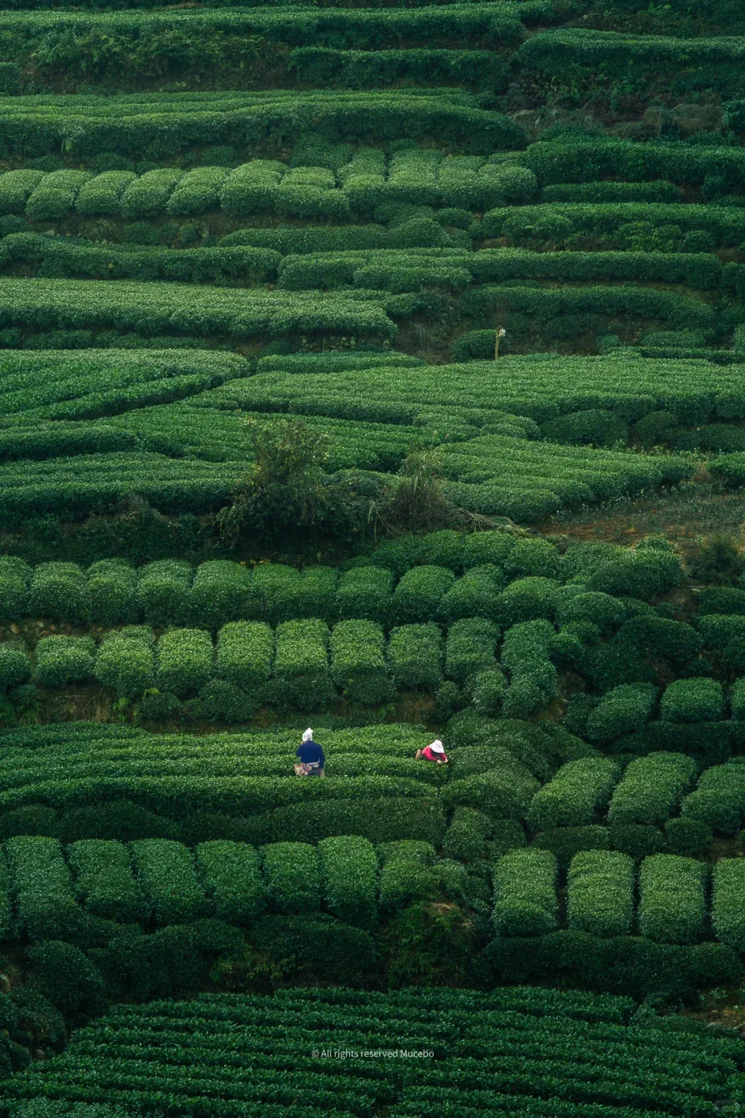 Sichuan Green Tea Garden