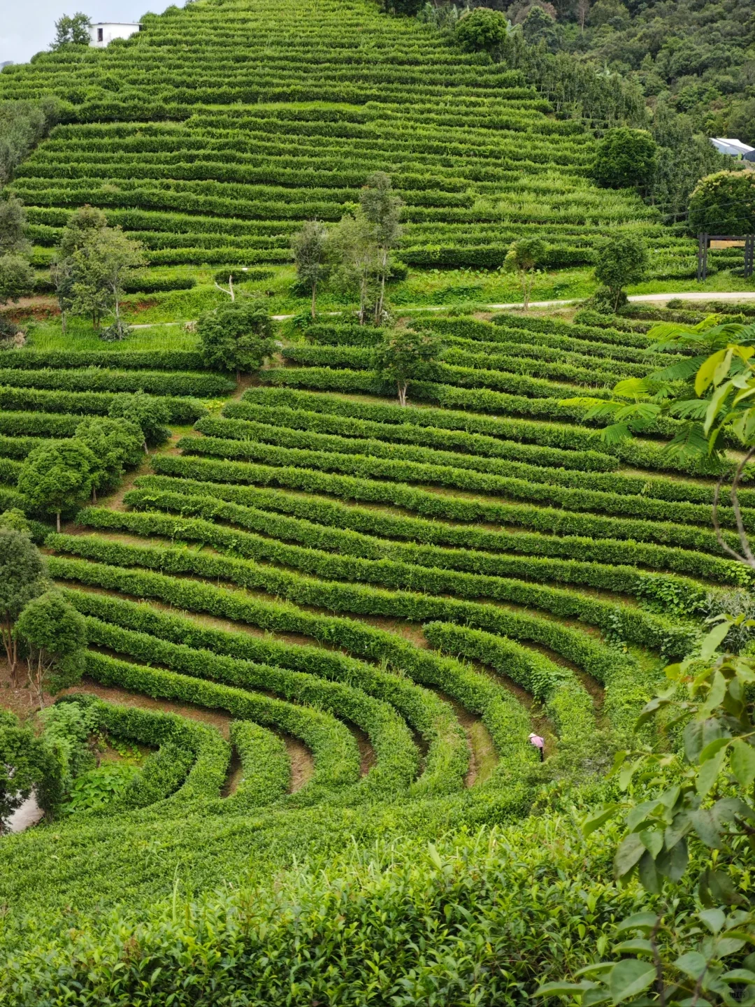 Yunnan Black Tea Plantation