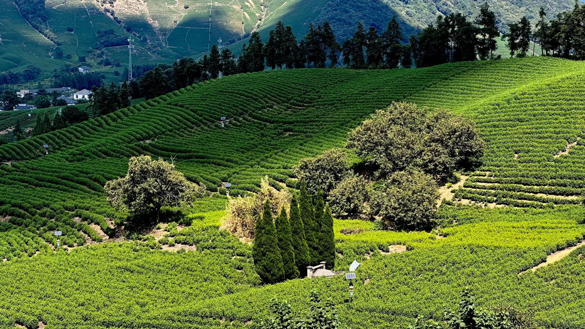 Zhejiang Tea Plantation